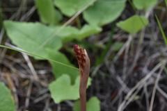 Corallorhiza