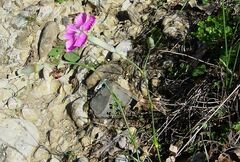 Dianthus caryophyllus