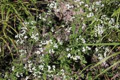 Parthenium confertum