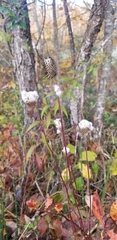 Anemone virginiana