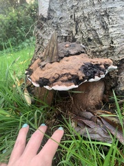Ganoderma applanatum