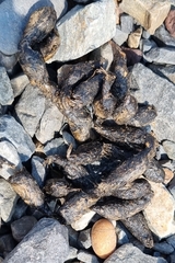 Hystrix africaeaustralis