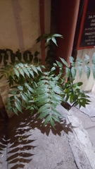 Ailanthus altissima