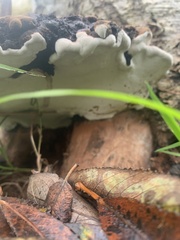 Ganoderma applanatum