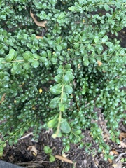 Ilex crenata