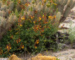 Erythrostemon angulatus