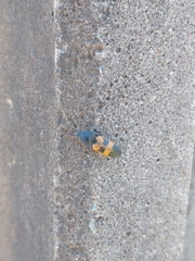 Conoderus dimidiatus