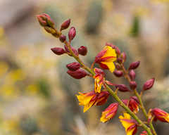 Erythrostemon angulatus