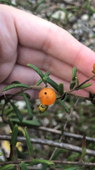 Lonicera subspicata subspicata