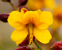 Erythrostemon angulatus