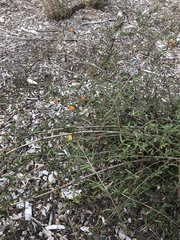 Lonicera subspicata subspicata