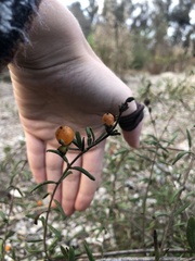 Lonicera subspicata subspicata