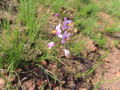 Ixia scillaris