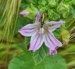 Neoeutrapela