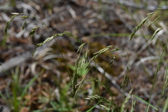 Poa secunda