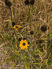 Rudbeckia triloba