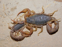 Hottentotta ugandaensis