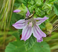 Neoeutrapela