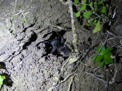 Sericopelma embrithes