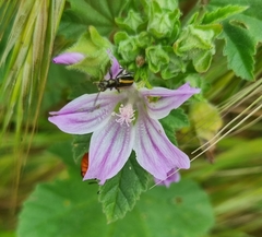 Neoeutrapela