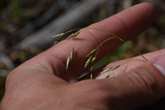 Poa secunda