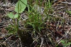 Poa secunda