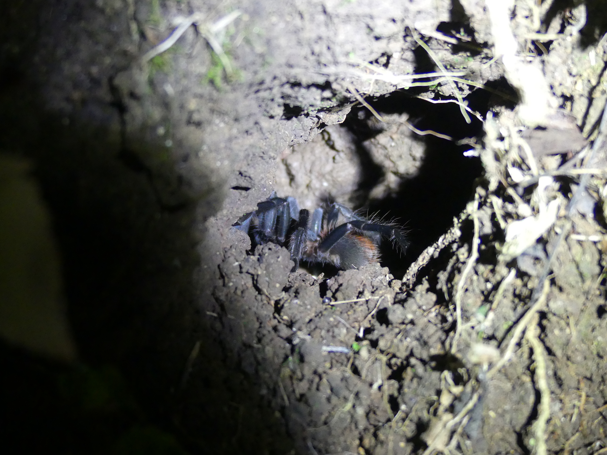 Sericopelma Embrithes (Chamberlin & Ivie, 1936)