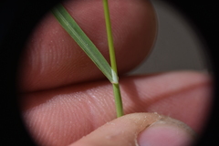 Poa secunda