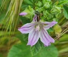 Neoeutrapela