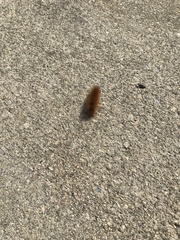 Phragmatobia