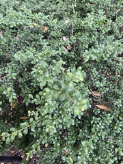 Ilex crenata