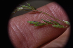 Poa secunda