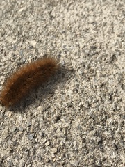 Phragmatobia