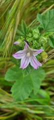Neoeutrapela