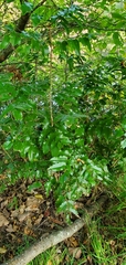 Berberis aquifolium