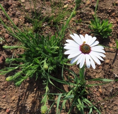 Dimorphotheca nudicaulis