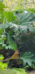 Gunnera manicata