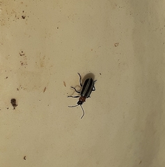 Acalymma trivittatum