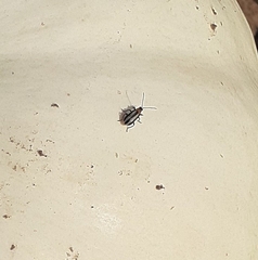 Acalymma trivittatum