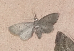 Glaucina erroraria