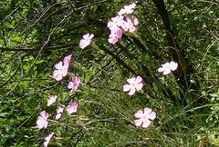 Dianthus caryophyllus