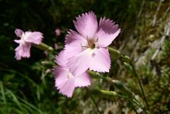 Dianthus caryophyllus