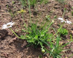 Dimorphotheca nudicaulis