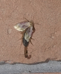 Chamaeclea basiochrea