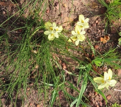 Moraea