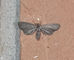 Glaucina erroraria
