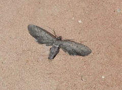 Glaucina erroraria