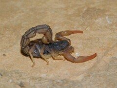 Hottentotta ugandaensis