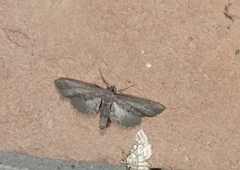 Glaucina erroraria