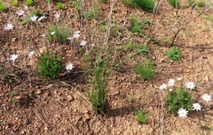 Knowltonia tenuifolia